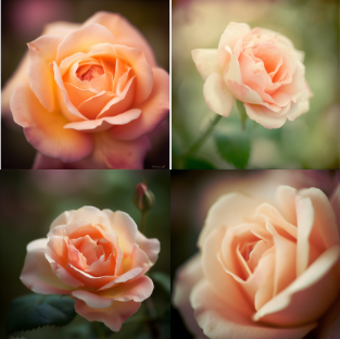 Midjourney 应用场景9：成为摄影大师，掌握风景大片场景的Midjourney提示技巧