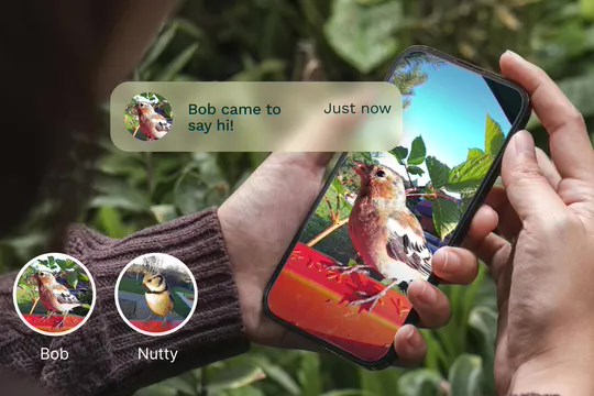 4412e8fa-25cd-4127-945e-51bac9a9d557 能给后院鸟儿起名,智能喂食器用 AI 技术识别鸟类个体