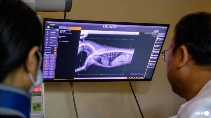 AI Veterinarian arrives! Korea's 'X Caliber' makes pet visits fast, accurate and hassle-free