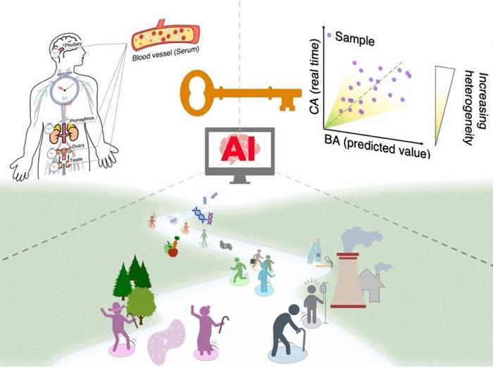 AI 助力，新研究只用 5 滴血就能测出你的真实生理年龄