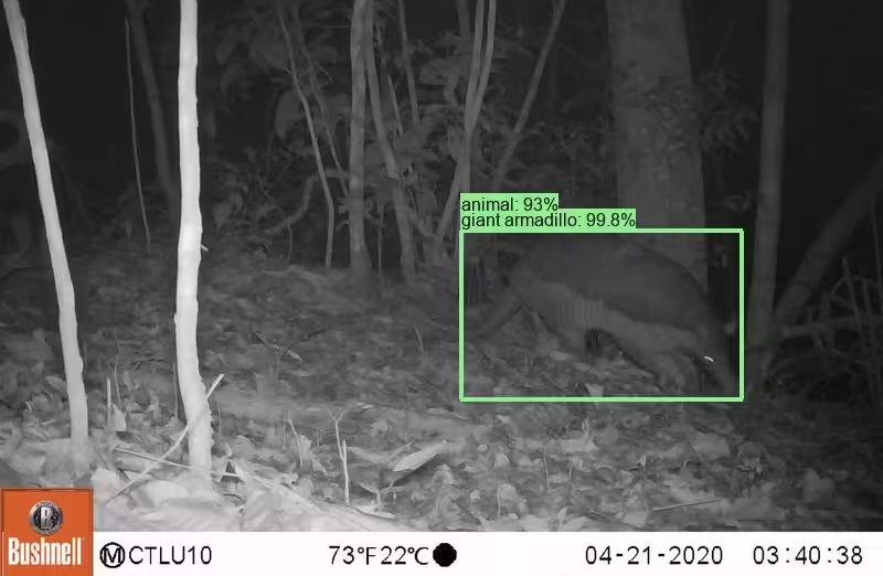 b61ebba4j00sslhht001ed000m800eip 谷歌开源物种识别 AI 模型 SpeciesNet,助力野生动物研究