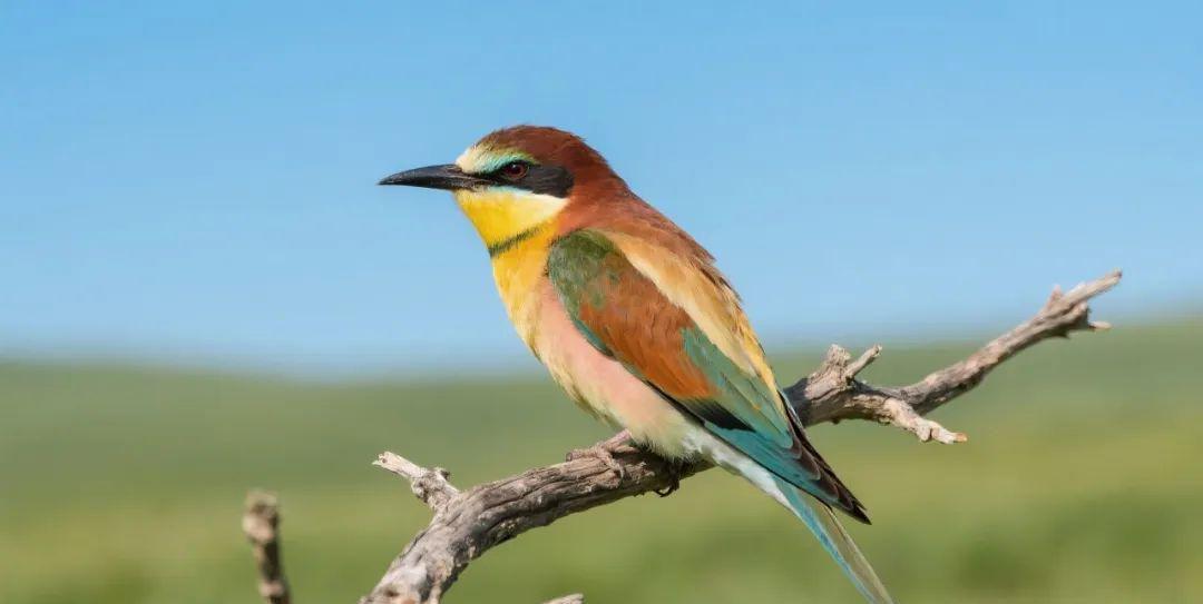 Teach you to make 4K Ultra HD Birdworld Photography Grade AI Landscape Video with Instant Dreams, even a beginner can easily get started!