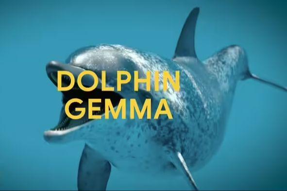 Google DeepMind develops DolphinGemma AI model for dolphin 'language' research