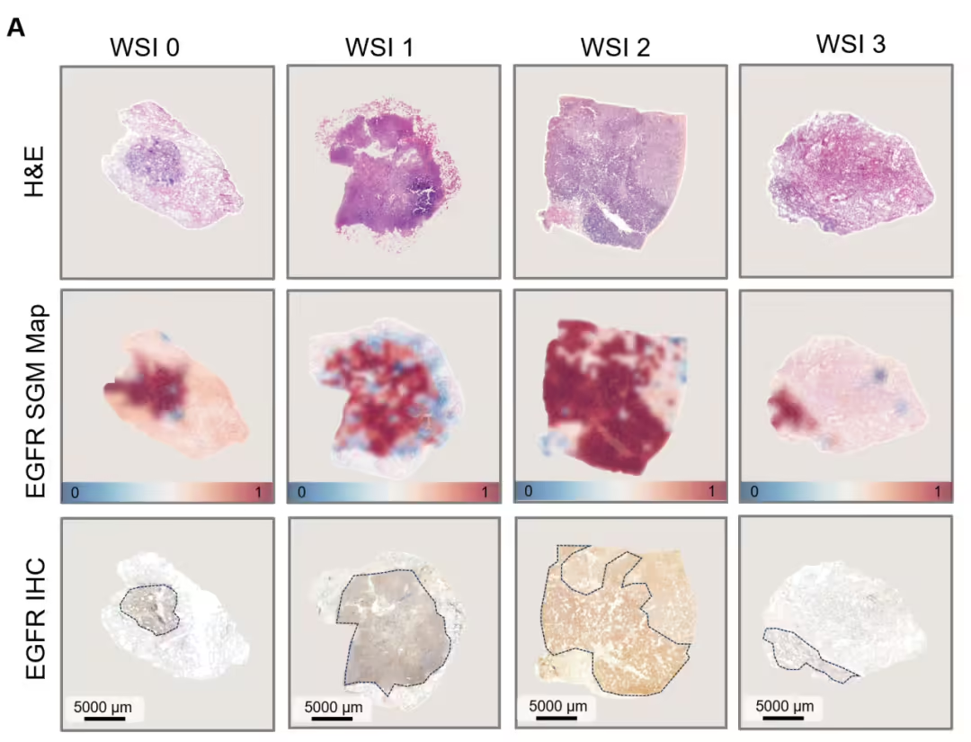 I'VE GOT THE HIGHEST ACCURACY OF 991 TP3T
