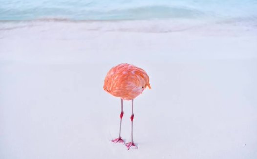 AI 图片大赛闹乌龙,真实照片竟意外斩获两个奖项