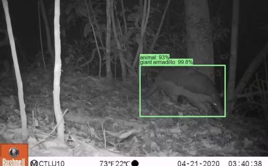 谷歌开源物种识别 AI 模型 SpeciesNet,助力野生动物研究