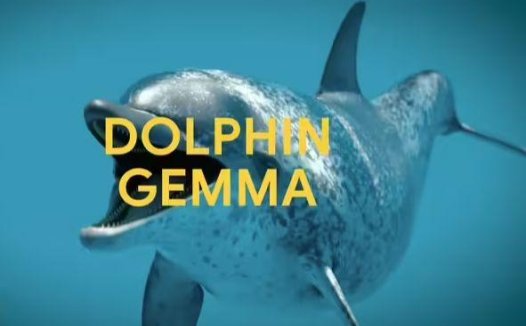 谷歌 DeepMind 开发 DolphinGemma AI模型，助力海豚“语言”研究