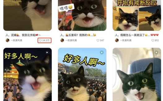 爆火AI萌宠短视频教程，用AI生成猫咪旅游短视频玩法全拆解